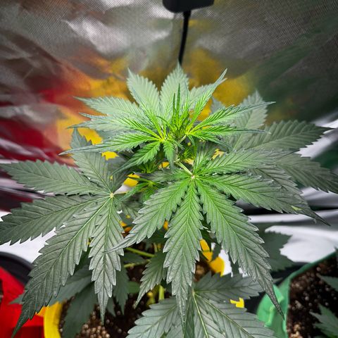 Lemon Haze Auto growlog timeline photo