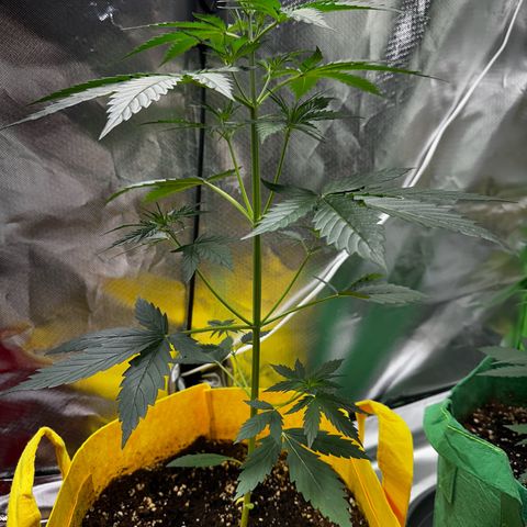 Lemon Haze Auto growlog timeline photo