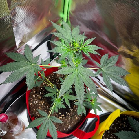 DEVIL CREAM AUTO growlog timeline photo