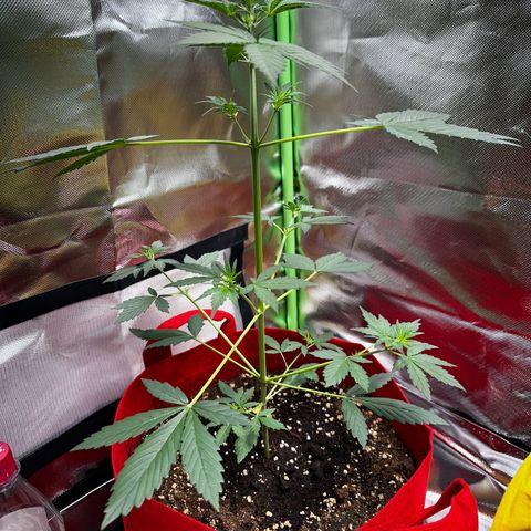 DEVIL CREAM AUTO growlog timeline photo