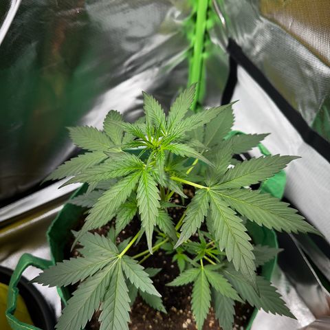 Wedding Cake Auto growlog timeline photo
