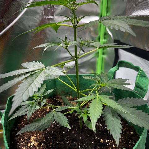 Wedding Cake Auto growlog timeline photo