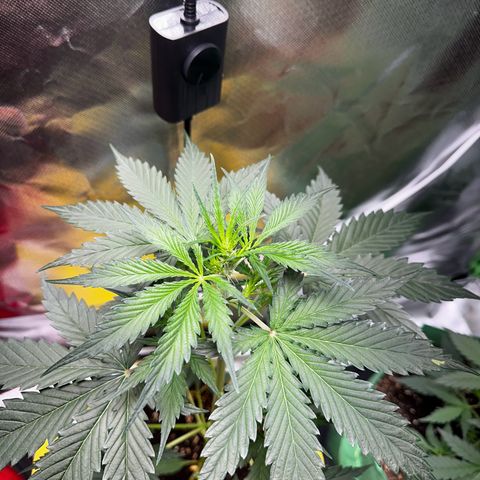 Lemon Haze Auto growlog timeline photo