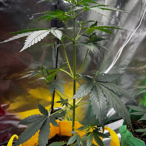 Lemon Haze Auto growlog timeline photo