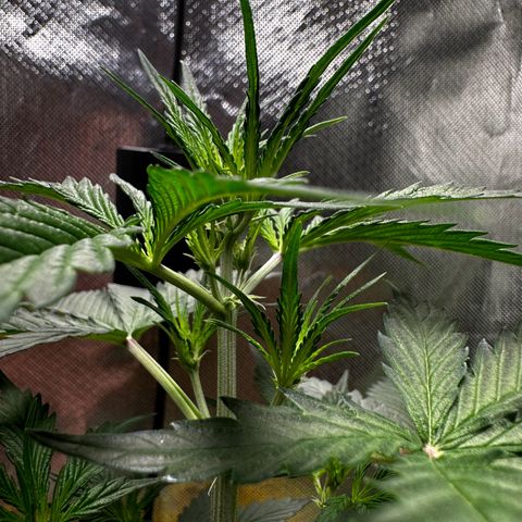Lemon Haze Auto growlog timeline photo
