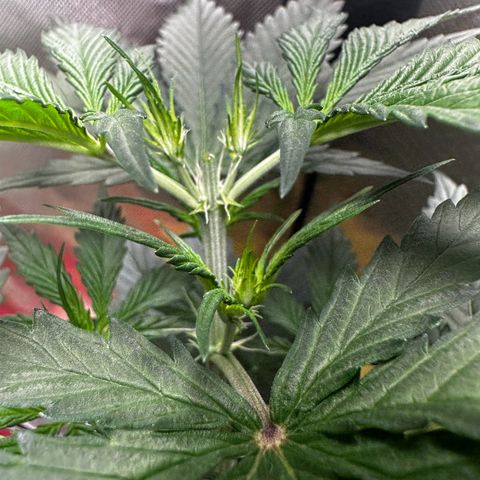 Lemon Haze Auto growlog timeline photo