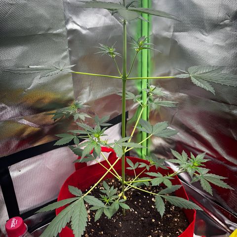 DEVIL CREAM AUTO growlog timeline photo