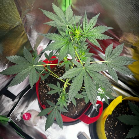 DEVIL CREAM AUTO growlog timeline photo