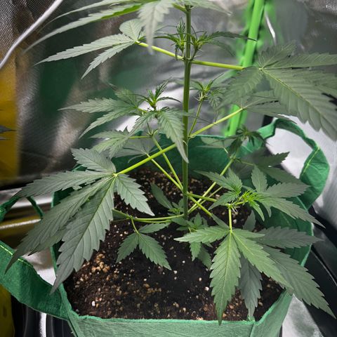 Wedding Cake Auto growlog timeline photo