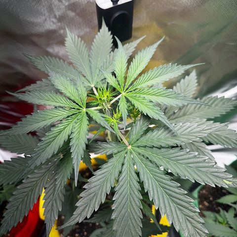 Lemon Haze Auto growlog timeline photo
