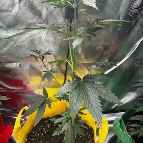 Lemon Haze Auto growlog timeline photo