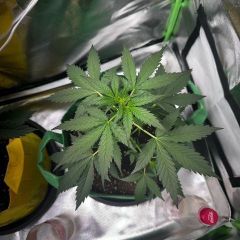 Wedding Cake Auto growlog timeline photo