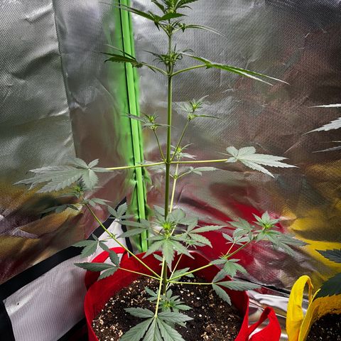 DEVIL CREAM AUTO growlog timeline photo