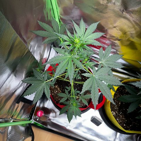 DEVIL CREAM AUTO growlog timeline photo