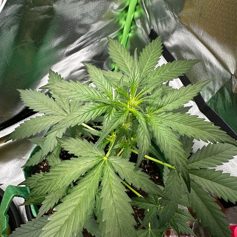 Wedding Cake Auto growlog timeline photo