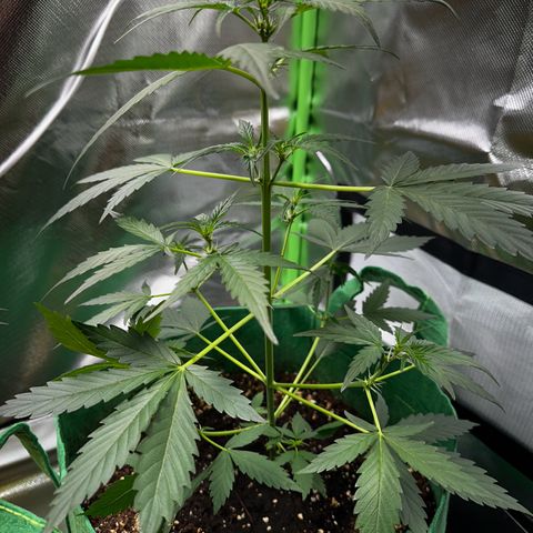 Wedding Cake Auto growlog timeline photo