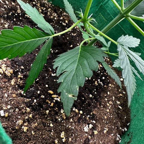 Wedding Cake Auto growlog timeline photo