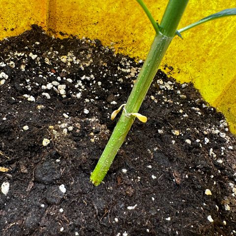 Lemon Haze Auto growlog timeline photo
