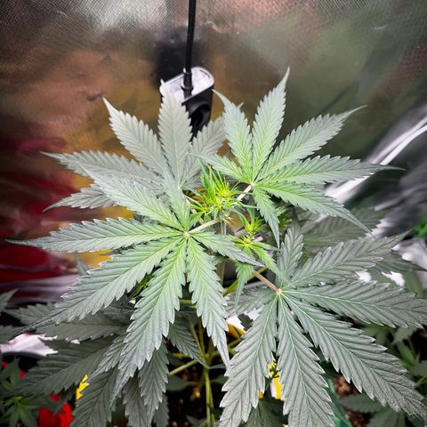 Lemon Haze Auto growlog timeline photo