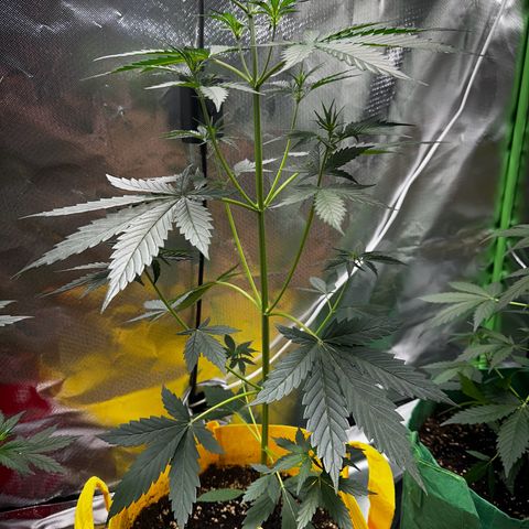 Lemon Haze Auto growlog timeline photo