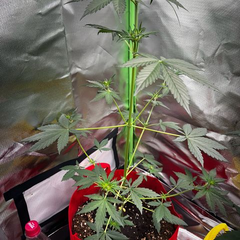 DEVIL CREAM AUTO growlog timeline photo