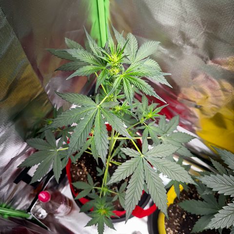 DEVIL CREAM AUTO growlog timeline photo