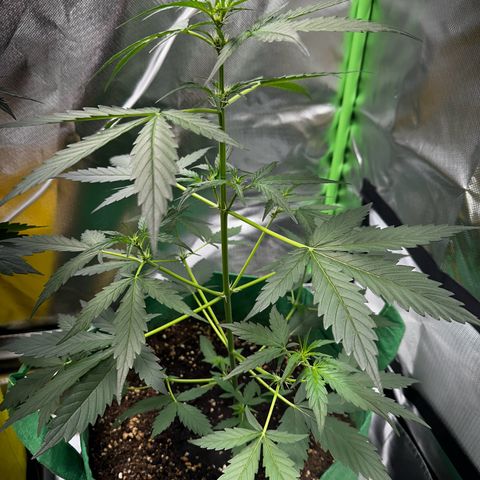 Wedding Cake Auto growlog timeline photo