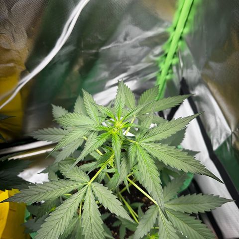 Wedding Cake Auto growlog timeline photo