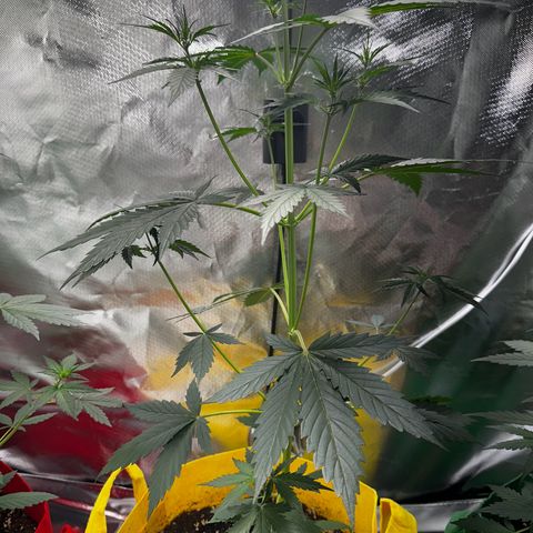 Lemon Haze Auto growlog timeline photo