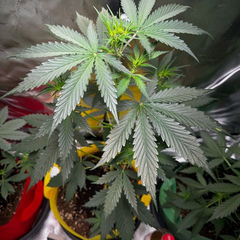 Lemon Haze Auto growlog timeline photo