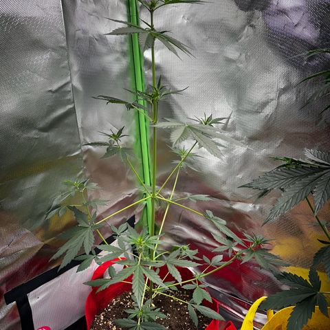 DEVIL CREAM AUTO growlog timeline photo