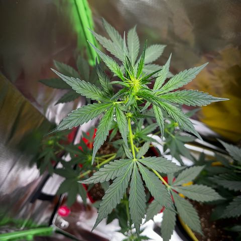 DEVIL CREAM AUTO growlog timeline photo