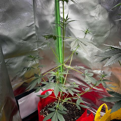 DEVIL CREAM AUTO growlog timeline photo