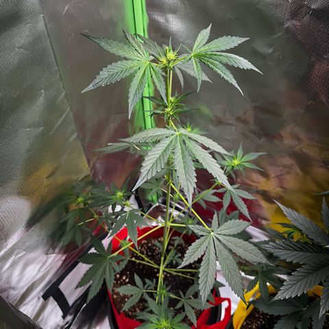 DEVIL CREAM AUTO growlog timeline photo