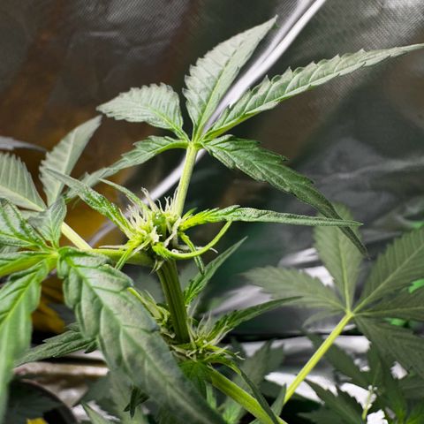 DEVIL CREAM AUTO growlog timeline photo