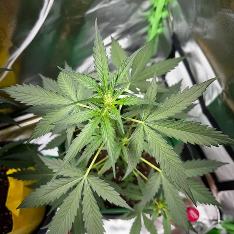 Wedding Cake Auto growlog timeline photo