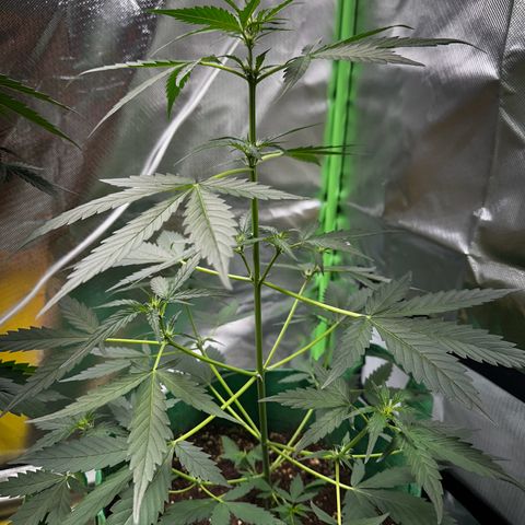 Wedding Cake Auto growlog timeline photo