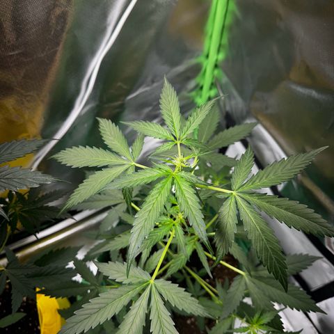 Wedding Cake Auto growlog timeline photo