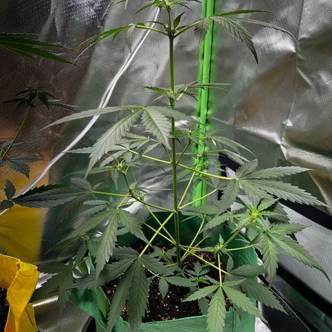 Wedding Cake Auto growlog timeline photo