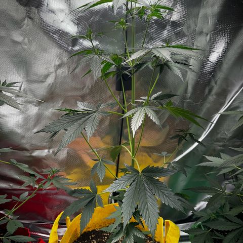 Lemon Haze Auto growlog timeline photo