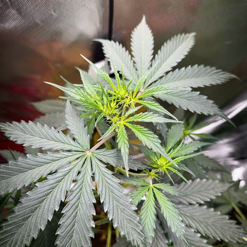 Lemon Haze Auto growlog timeline photo