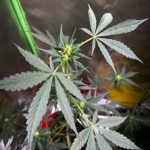 DEVIL CREAM AUTO growlog timeline photo