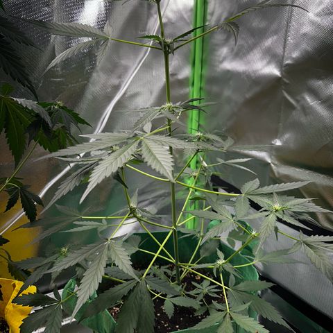 Wedding Cake Auto growlog timeline photo