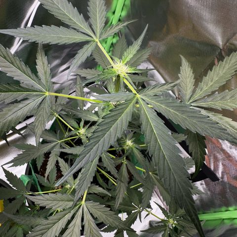 Wedding Cake Auto growlog timeline photo