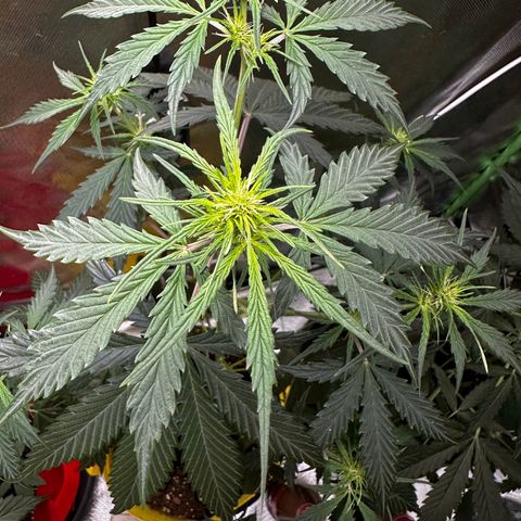 Lemon Haze Auto growlog timeline photo