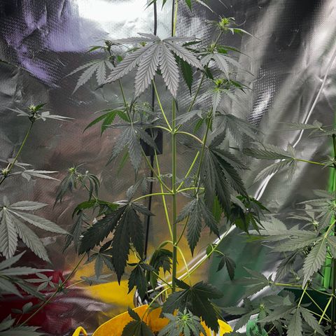 Lemon Haze Auto growlog timeline photo