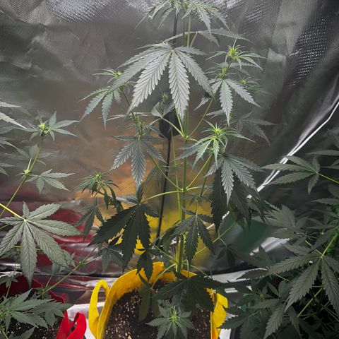 Lemon Haze Auto growlog timeline photo