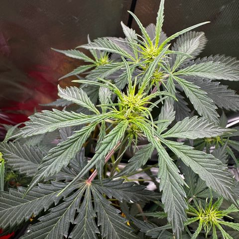 Lemon Haze Auto growlog timeline photo