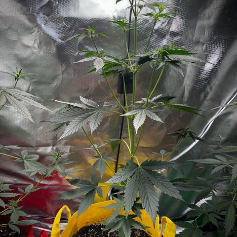 Lemon Haze Auto growlog timeline photo