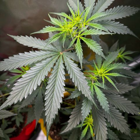 Lemon Haze Auto growlog timeline photo
